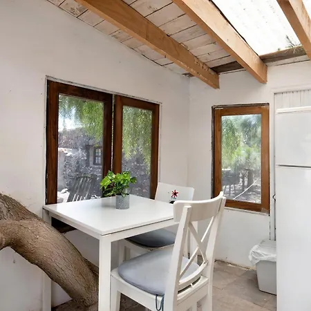 Aloe Art * تيغيسي