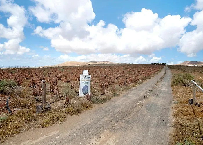 Aloe Art * Teguise (Lanzarote)