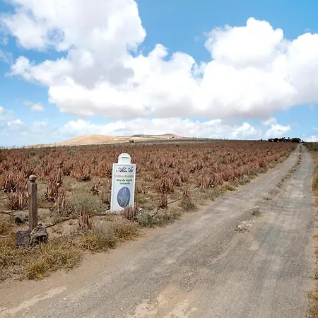 Aloe Art * Teguise (Lanzarote)